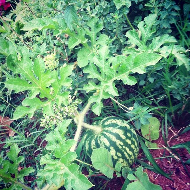 july 2014 watermelon