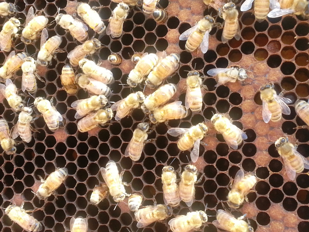 augbeeinspect shows capped brood