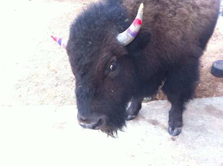 buff painted horns