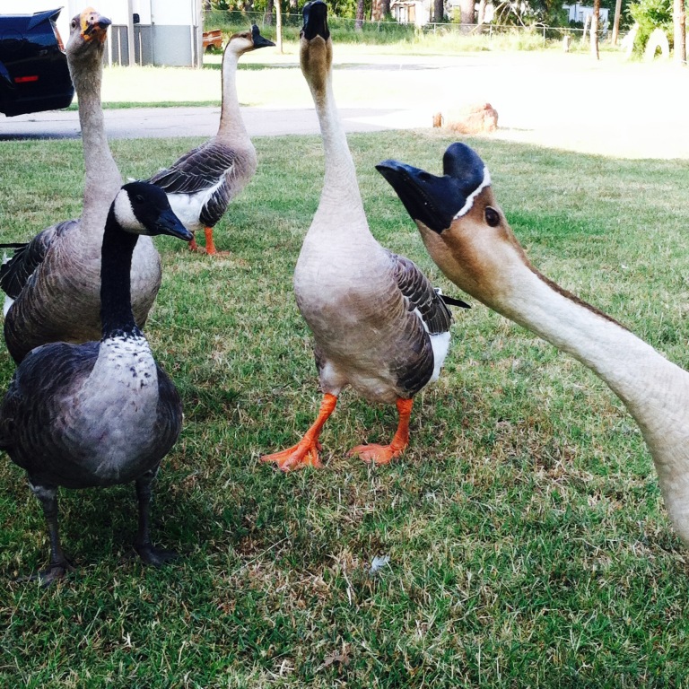 Gaggle of geese protecting their adopted baby