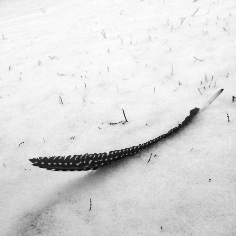 The guineas drop black and white dotted feathers all over the farm. This morning in the snowy gloom, these errant feathers are all I could see on the ground. An hour later they were deeply buried in cold drifts. Now as I type, the sun is out and reflecting brilliantly on all the snow, blinding and gorgeous.