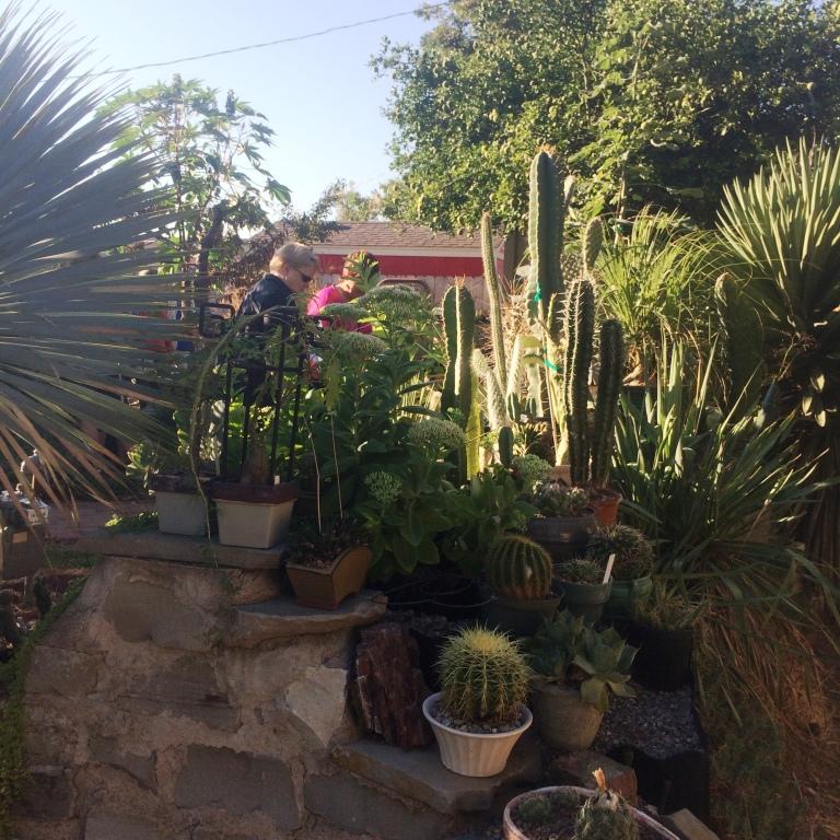 Freddie Booth's cacti and succulent collection is impressive!