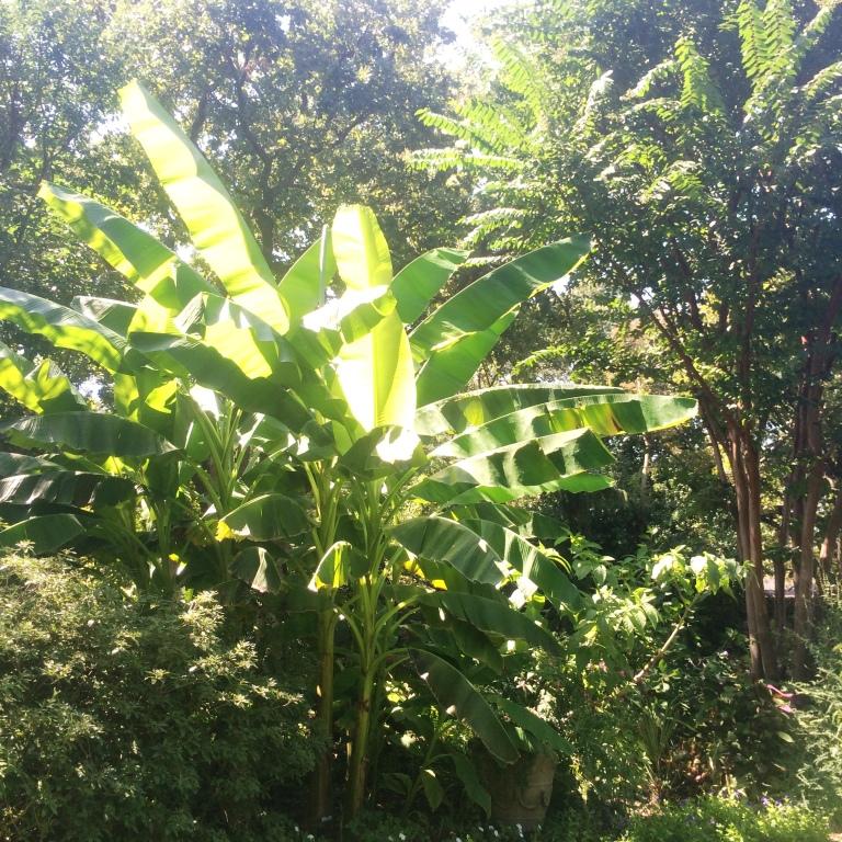 KF banana tree