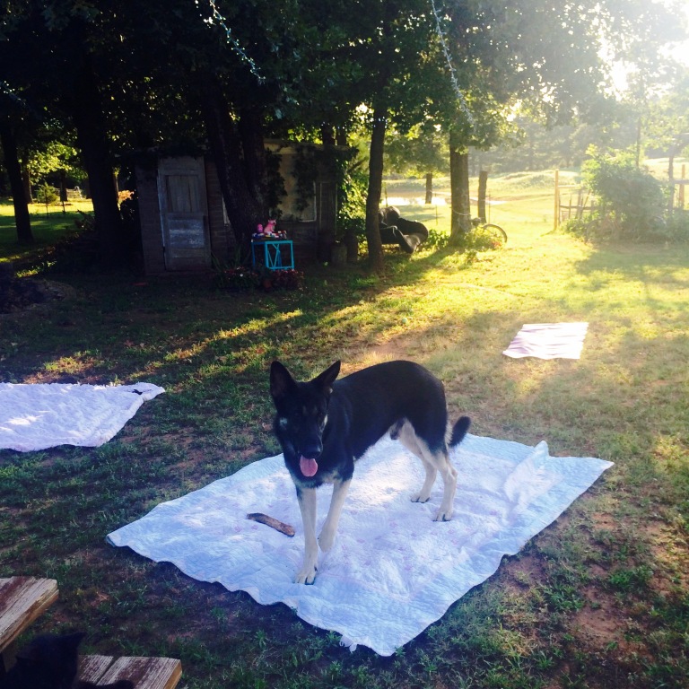 We recently hosted our first sunset yoga at the farm! Already looking forward to more. Klaus agrees.