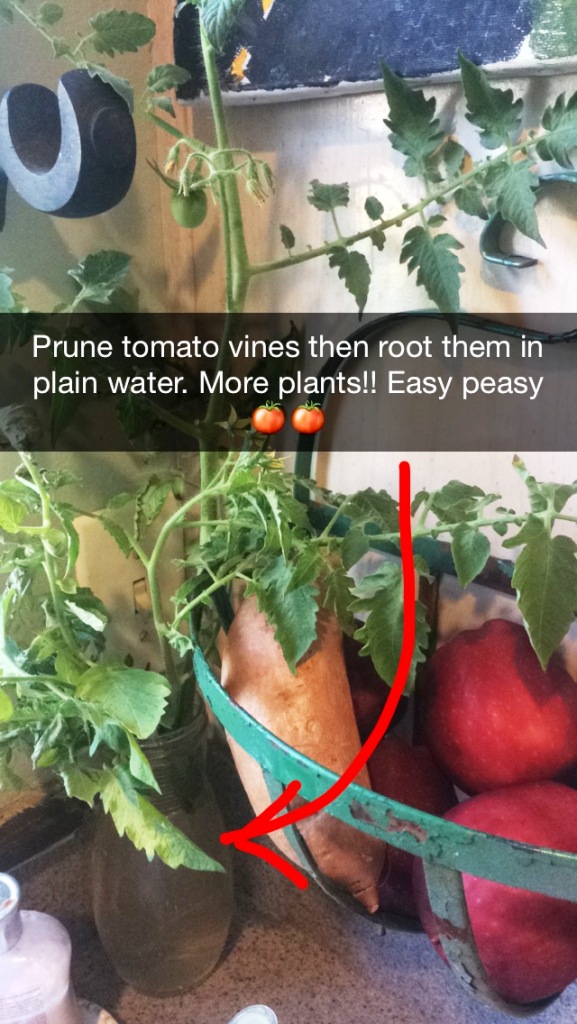 tomato rooting snap