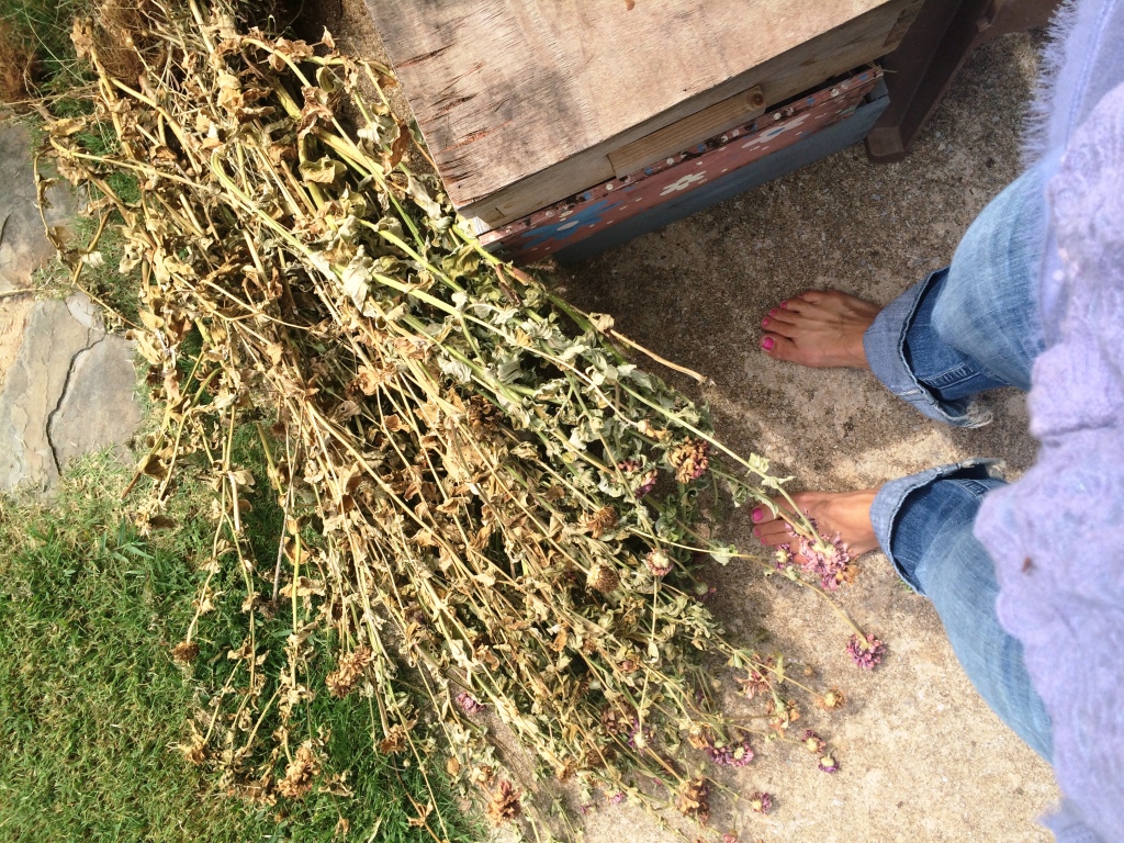 pile of zinnias