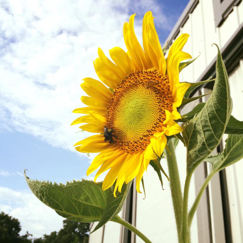 sunflowers august 2016