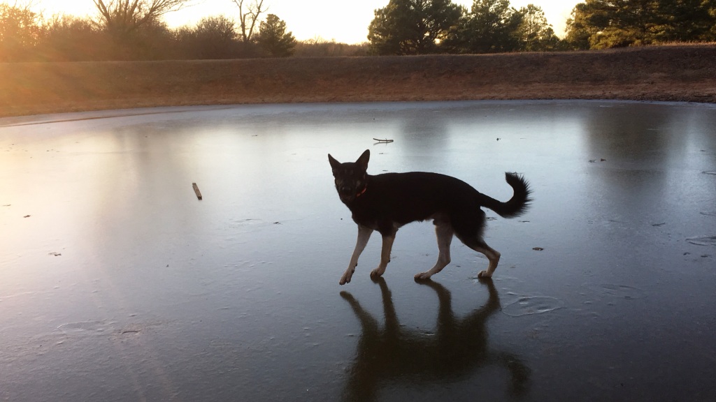 Klaus going for a stick fetch on our frozen pond. 